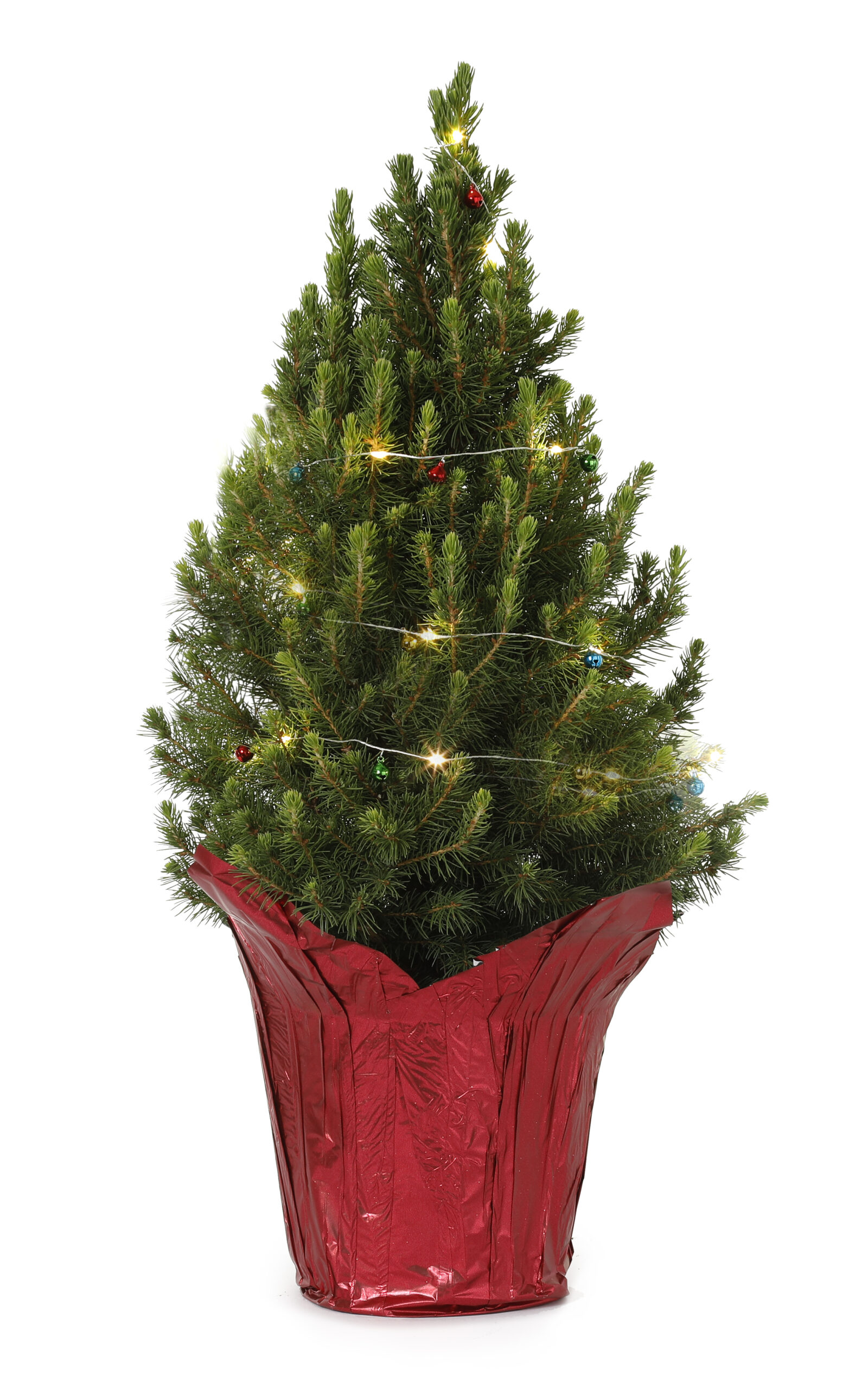 Dwarf Alberta Spruce